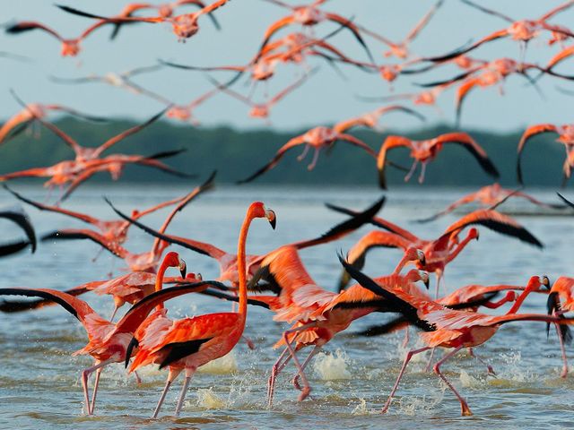 Flamingos and tropical birds in Celestún National Park, Mérida, México
