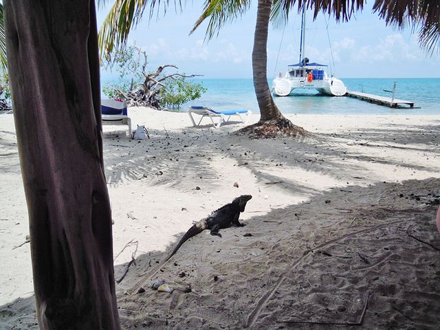 TRINIDAD – CAYO MACHO DE AFUERA – TRINIDAD.
