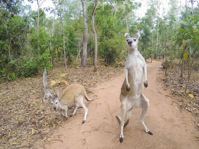 Kangaroos in free life in Litchfield National park, Northern Territory (NT), Australia.