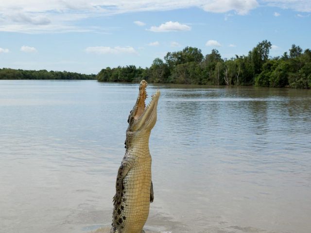 Salt crocodile in free life in Darwin, Northern Territory of Australia.