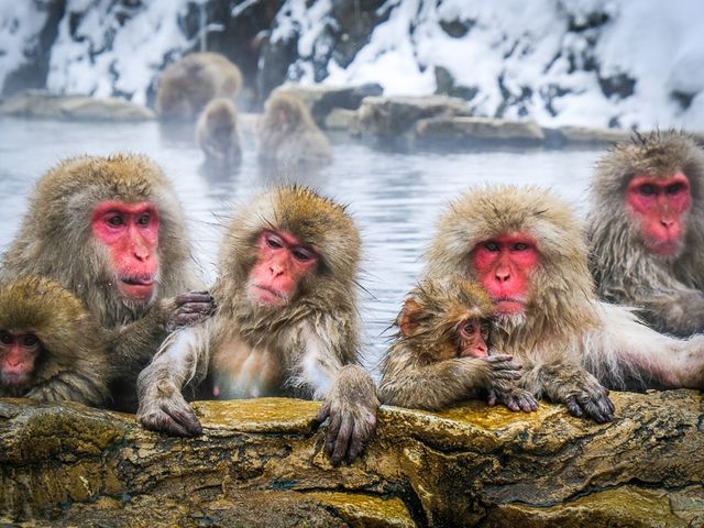 NAGANO - MONKEY PARK - KUSATSU - IKAHO ONSEN.