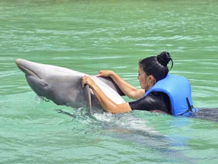 Dolphin Experience in Varadero
