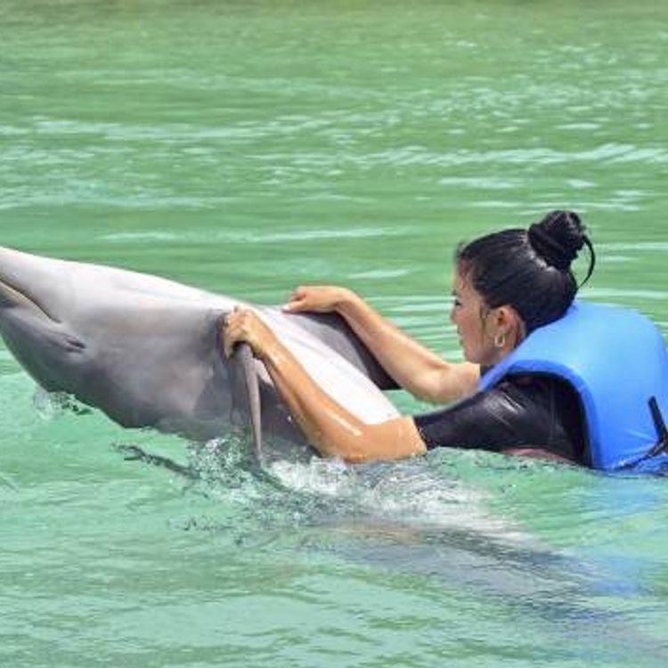 Dolphin Experience in Varadero