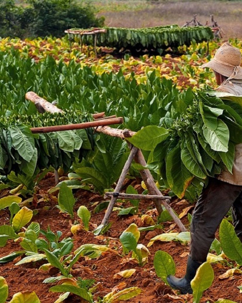 The Tobacco plantation panoramic view, Viñales Valley National Park, Pinar del Rio, Cuba.