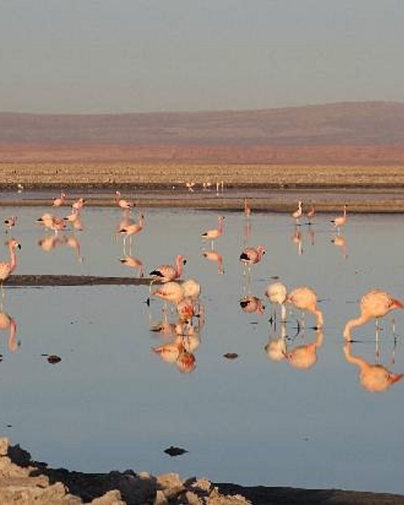 "ATACAMA SALT FLAT, CHAXA LAGOON AND TOCONAO WITH APPETIZER" Tour, San pedro de Atacama, Chile.