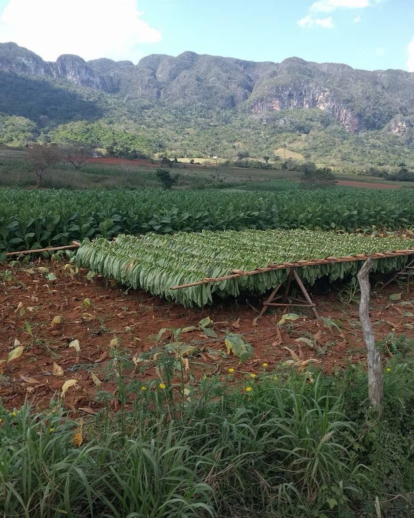 “TOBACCO TOUR IN VIÑALES, DISCOVER THE SECRETS OF CUBAN TOBACCO” Tour, Viñales Valley, Pinar del Río, Cuba.