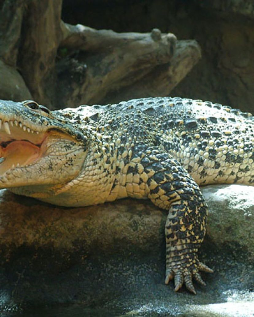 The crocodile farm, Sierra de Cubitas, Camagüey