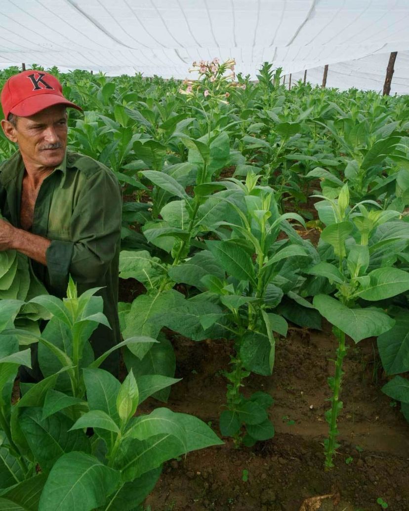 A traditional tobacco farm, the cultivation of the leaves, San Juan Martinez valley, Pinar del Río