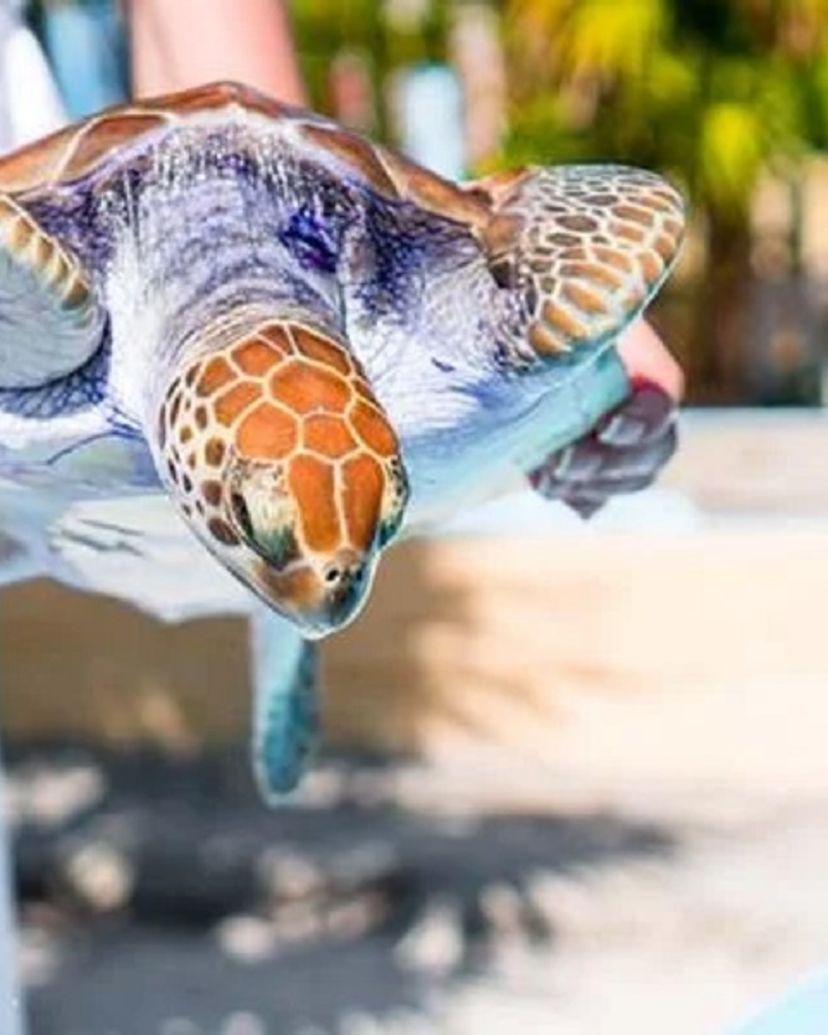 The Granja de las Tortugas (Turtle Farm) and the Experimental Sea Turtle Breeding Centre, Cayo Largo del Sur, Cuba.