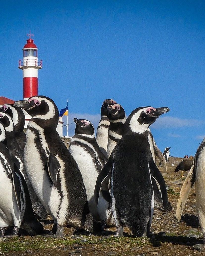 "MAGDALENA ISLAND NAVIGATION - LOS PINGÜINOS NATURAL MONUMENT (HALF DAY)" Tour, STRAIT OF MAGELLAN, CHILE.