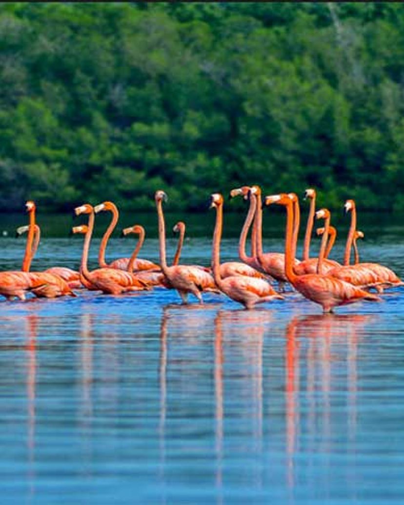 Guanaroca lagoon park, Cienfuegos, Cuba.