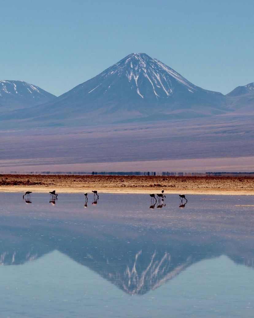 "ALTIPLANIC LAGOONS & CHAXA LAGOON" Tour, San Pedro de Atacama, Chile.