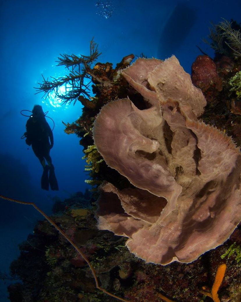 "SCUBA DIVING IN PLAYA LARGA - PLAYA GIRÓN" Tour, Península de Zapata Natural Park, Matanzas, Cuba.