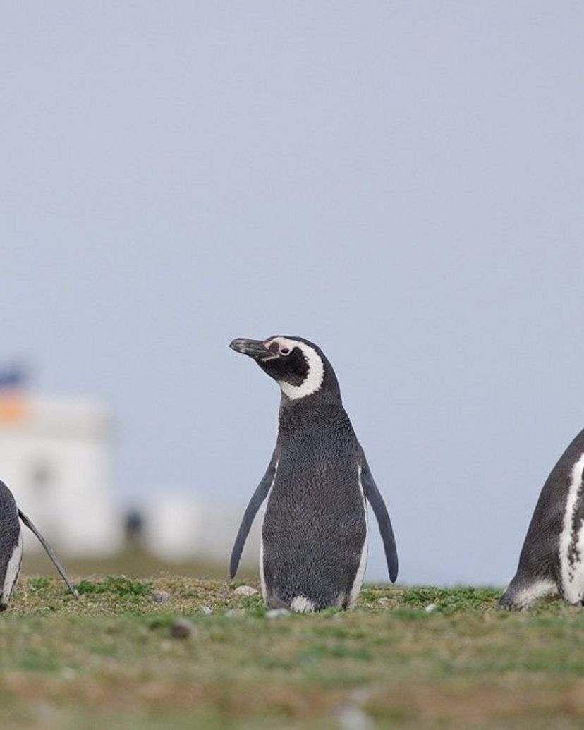 SOUTHERN FJORDS NAVIGATION AND‘LOS PINGÜINOS’ NATURAL MONUMENT – MAGDALENA ISLAND, STRAIT OF MAGELLAN, CHILE.