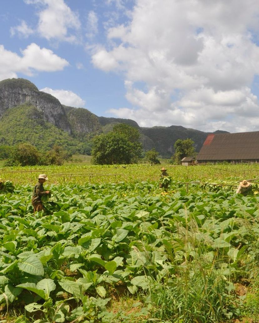 “DAY TRIP HAVANA – VIÑALES: EXPLORE THE NATURAL BEAUTY AND RICH CULTURE OF VIÑALES” Tour, Pinar del Río, Cuba.