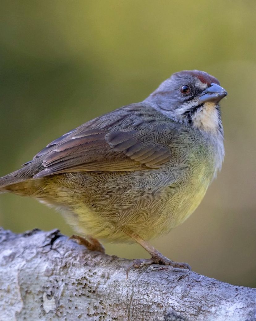 Nature Tour "Observation des oiseaux sur le sentier Soplillar
