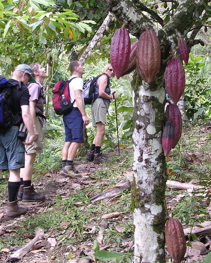 "TRAIL OF THE COCOA - CASCADE OF THE DUABA" Trekking Tour