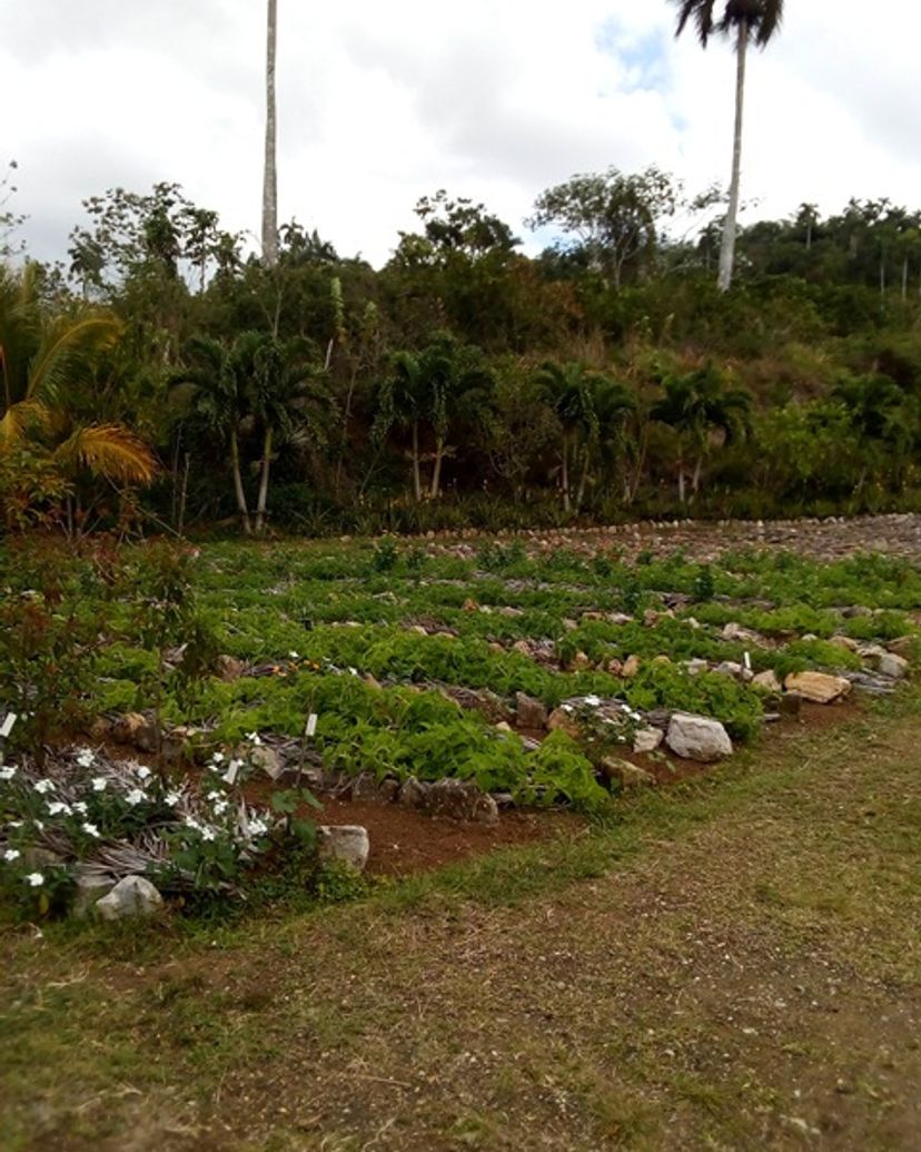 Crops of Medicinal Plants- ”Visit to the Agroecological and Medicinal Plants Farm”