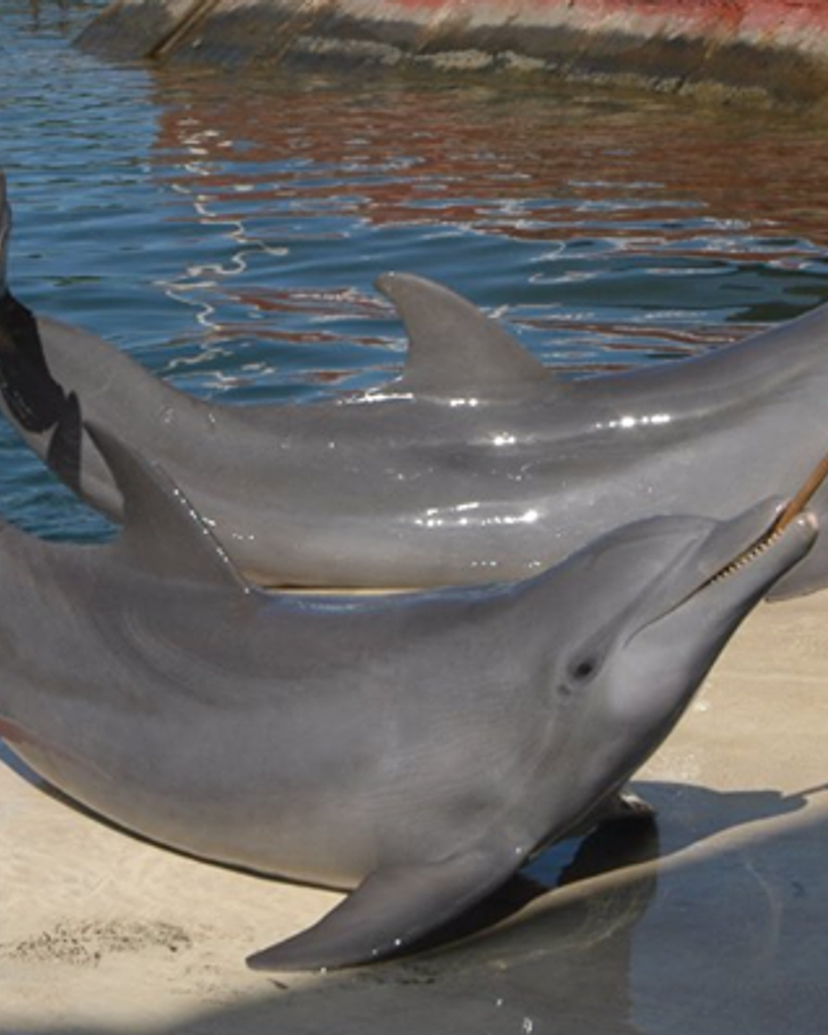 Dolphinarium, Cienfuegos city.