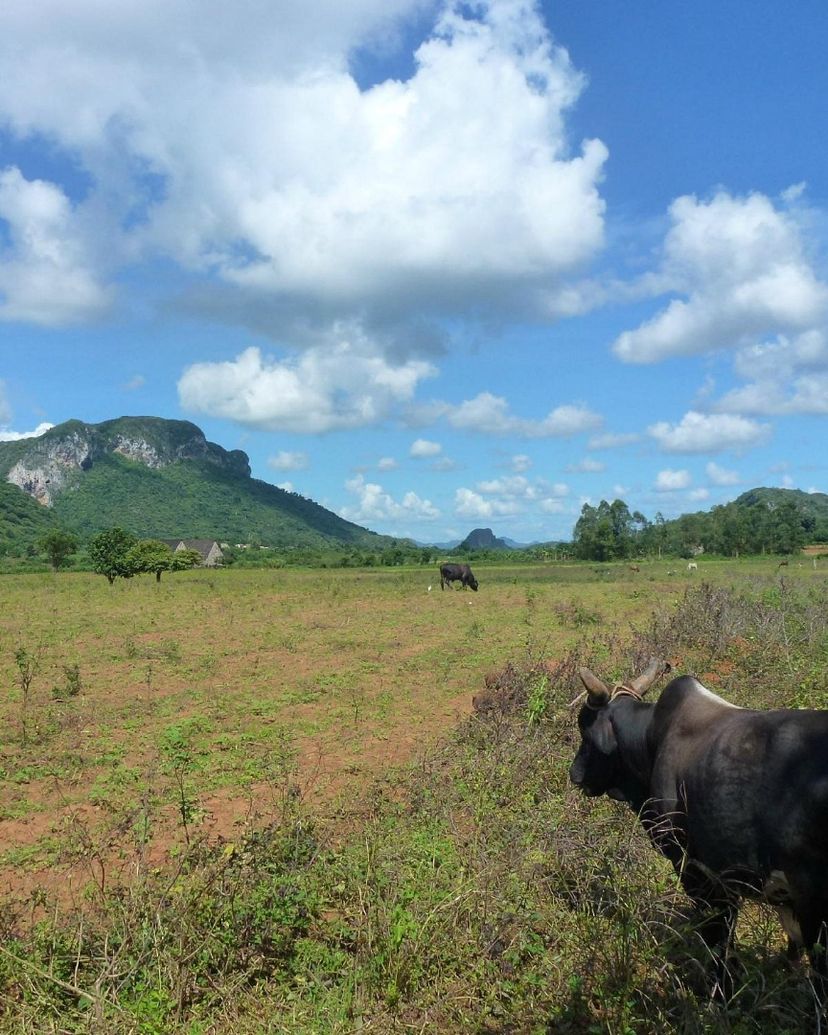 “SAN VICENTE - ANCÓN TRAIL IN THE VIÑALES VALLEY” Tour, Viñales, Pinar del Río, Cuba.