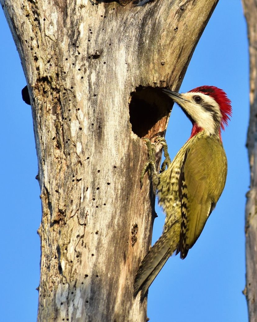 "HIKING AND BIRD WATCHING IN THE SPELEOLACUSTRINE SYSTEM OF THE ZAPATA SWAMP" Tour, Zapata Peninsula, Matanzas, Cuba.