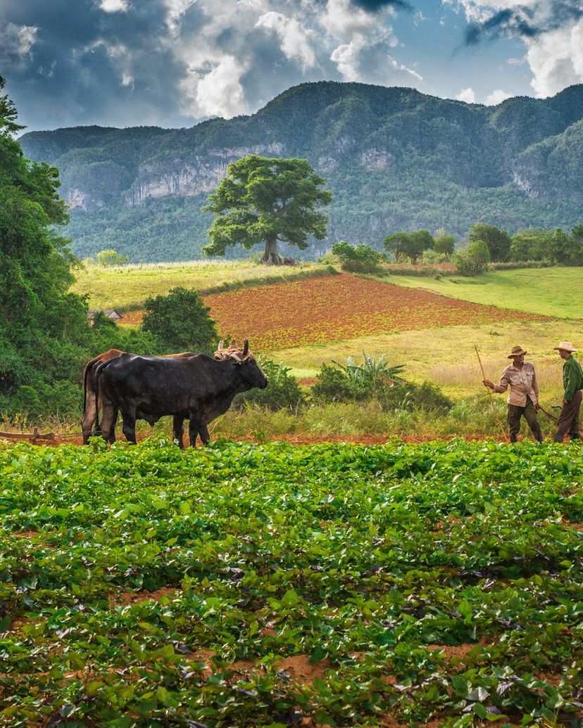 Traditions and customs, Viñales valley National Park, Pinar del Río