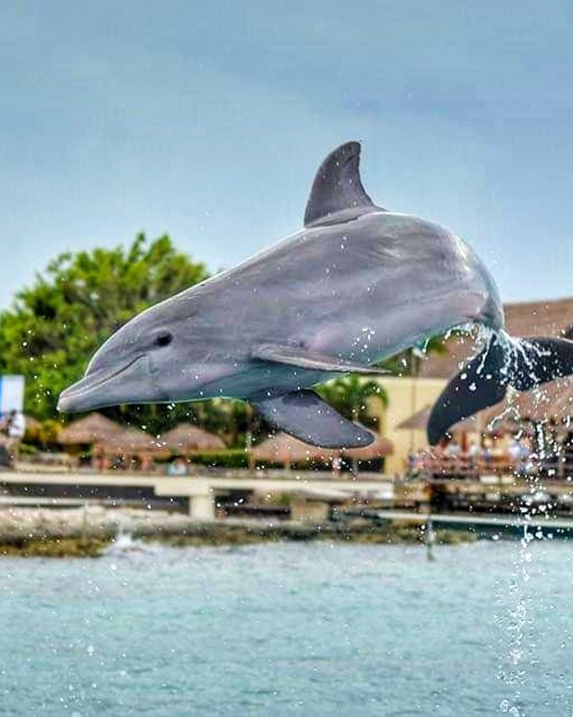 "Dolphins Swim Adventure in Cozumel" Tour