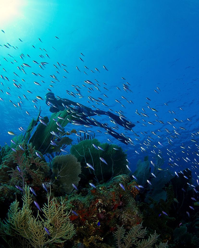"SCUBA DIVING IN SIGUANEA (EL COLONY)" Tour