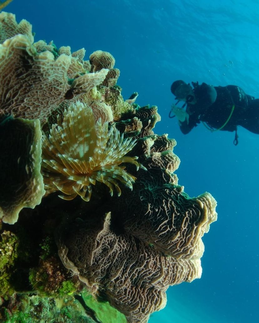 ACUC OR SNSI DIVING COURSES  in Varadero, Matanzas, Cuba.