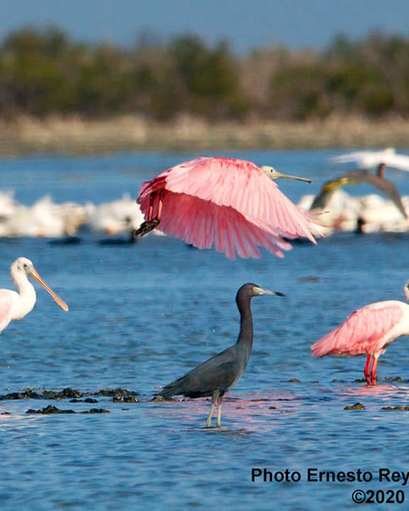 Birdwatching in Salinas de Brito