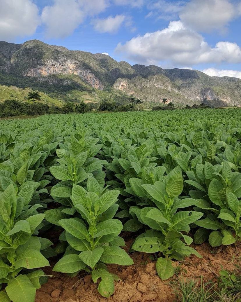 “TREKKING THROUGH THE VIÑALES VALLEY, Pinar del Río, Cuba.