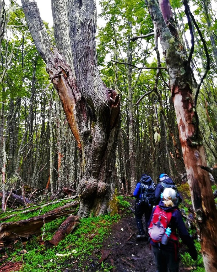 "MAGALLANES NATIONAL RESERVE" Tour, Punta Arenas, Chile.