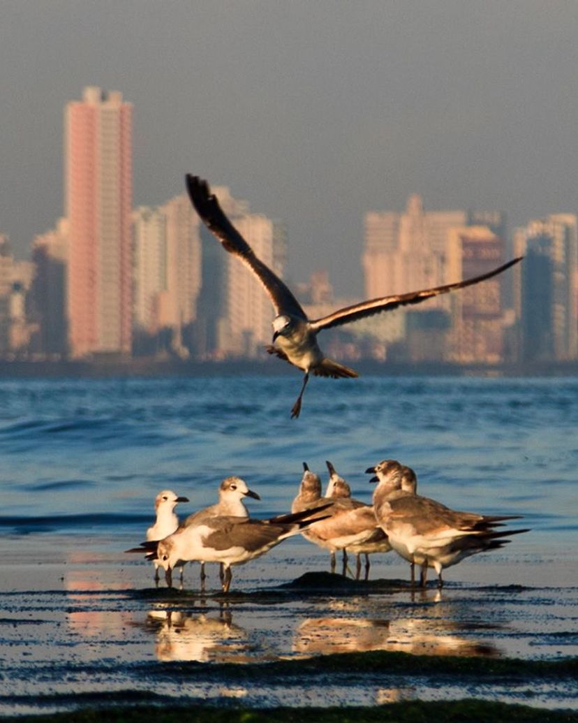 Panoramic view of Havana Bay, Tour "On both sides of the bay"