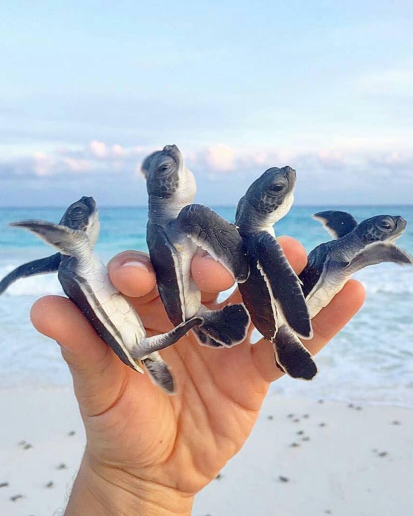 Turtle Nesting and Release Sighting" Tour, Cayo Largo del Sur, Cuba.
