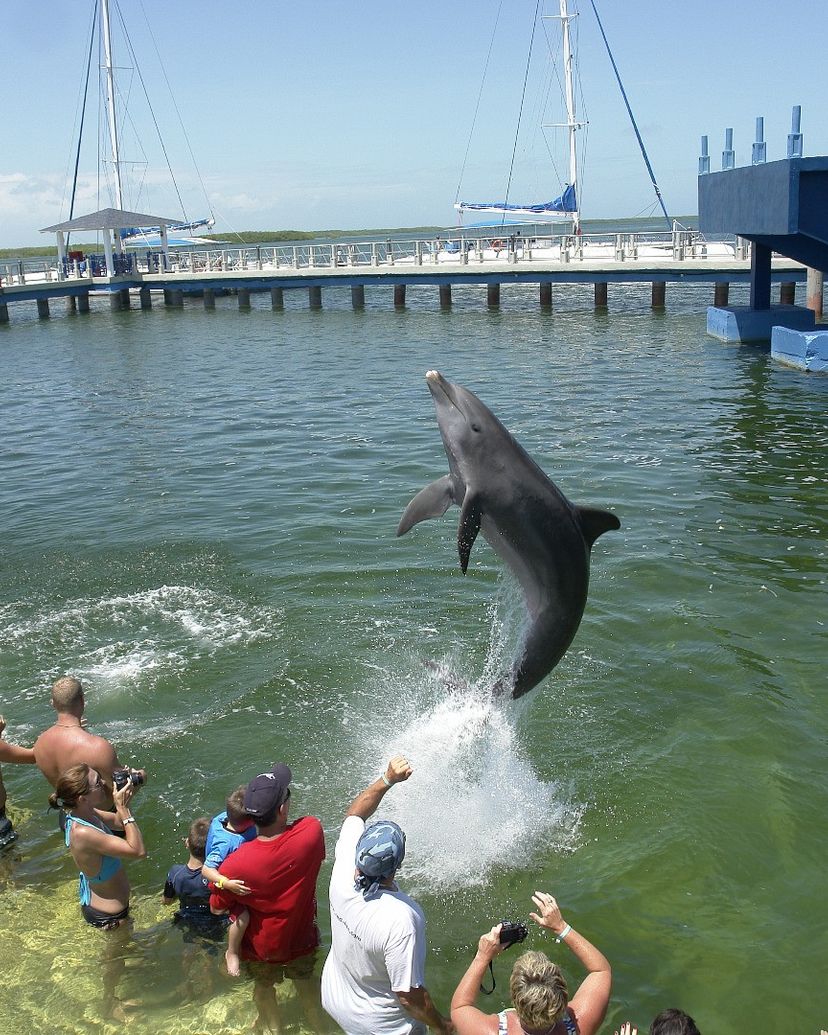 “SWIMMING WITH DOLPHINS IN CAYO SANTA MARÍA“ Tour, Villa Clara, Cuba.