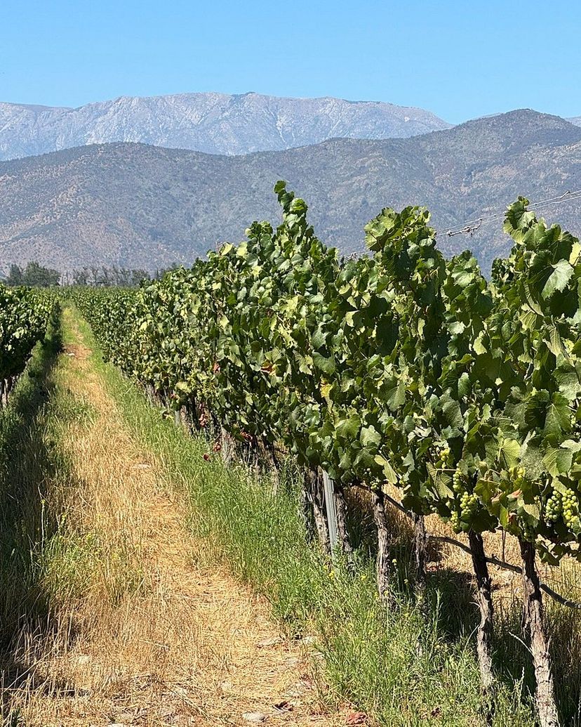 “MAIPO VALLEY WINE ROUTE” Tour, Chile.