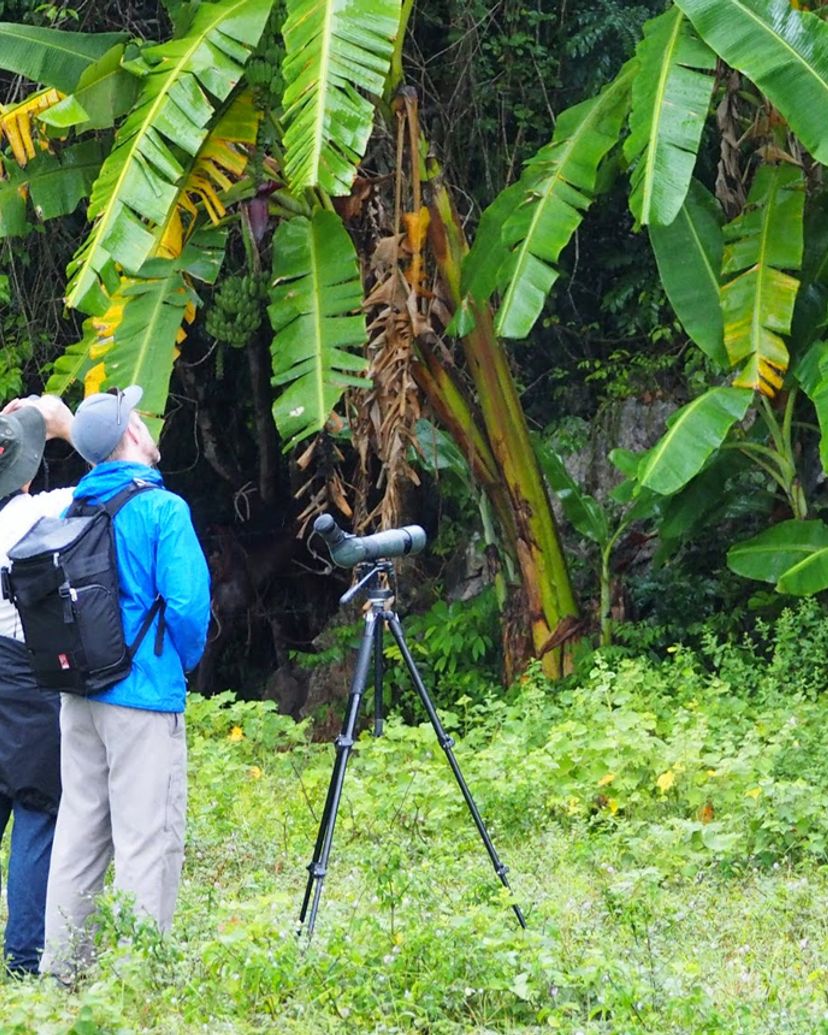 Birdwatching tour in Viñales valley National Park, declared a Cultural Heritage Site by UNESCO, Pinar del Río
