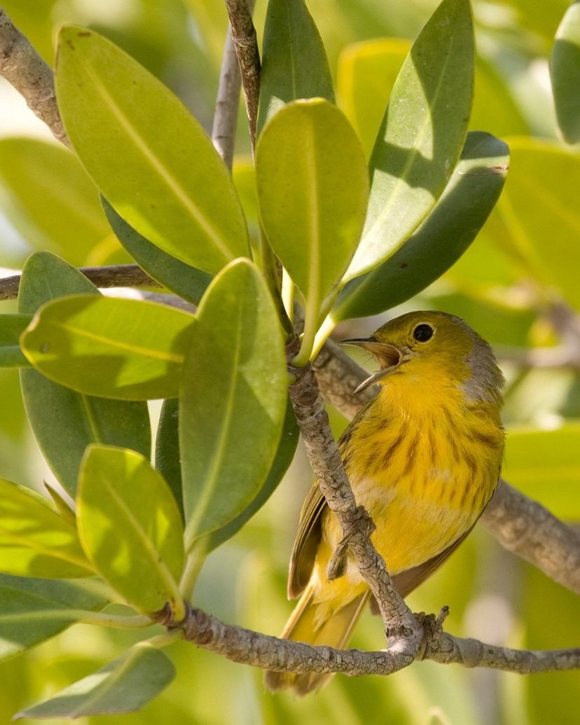 "HIKING AND BIRD WATCHING AT BERMEJAS" Tour, Zapata peninsula, Matanzas, Cuba,