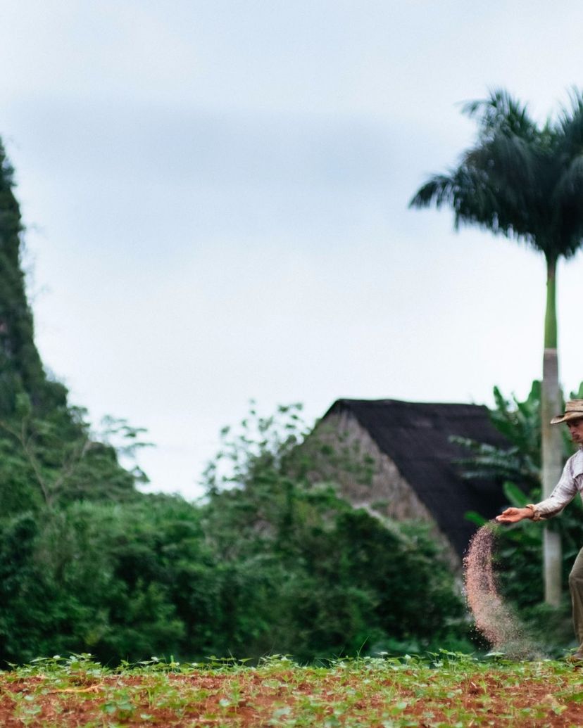 The tobacco farmers, traditions and customs, Viñales valley