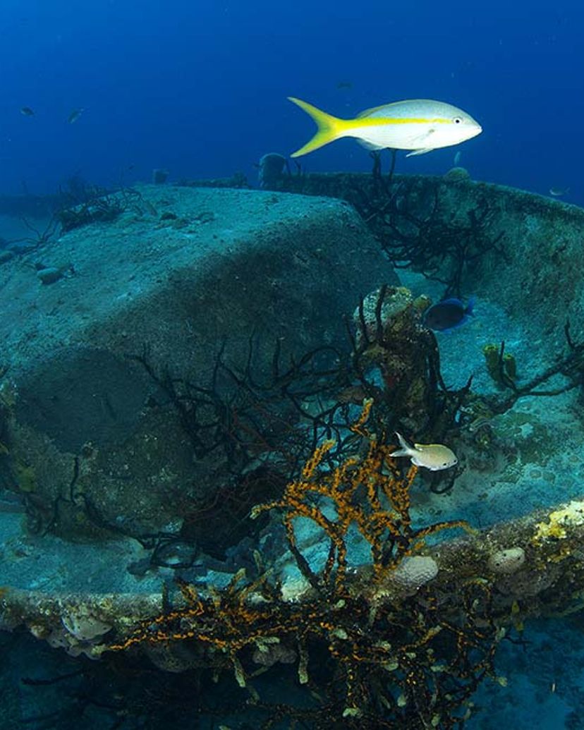 “SCUBA DIVING IN BAHÍA DE COCHINOS“ Tour, Península de Zapata Natural Park, Matanzas, Cuba.