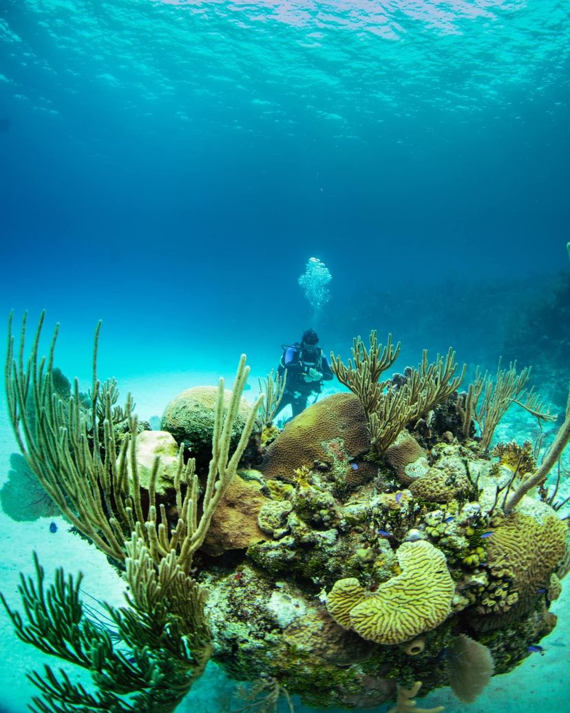 “SCUBA DIVING IN PLAYA CORAL, CARBONERAS, MATANZAS“ Tour