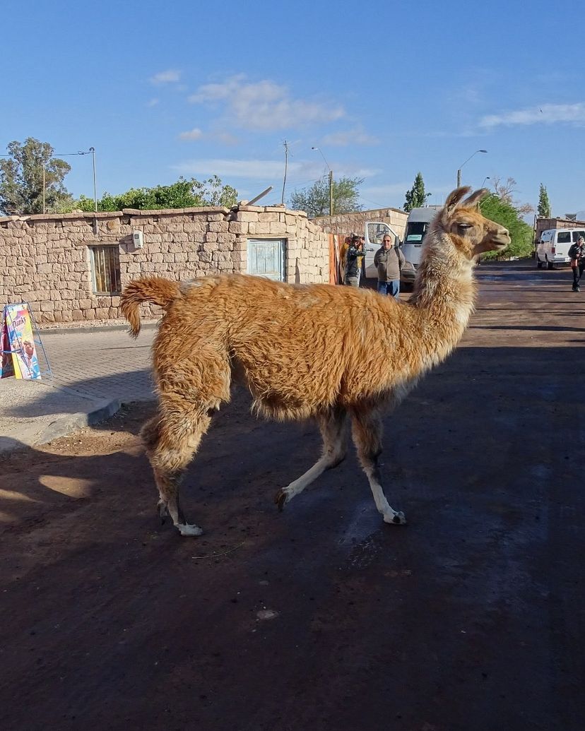 "TOCONAO WINE ROUTE + LLAMAS" PREMIUM Tour, San Pedro de Atacama, Chile. 