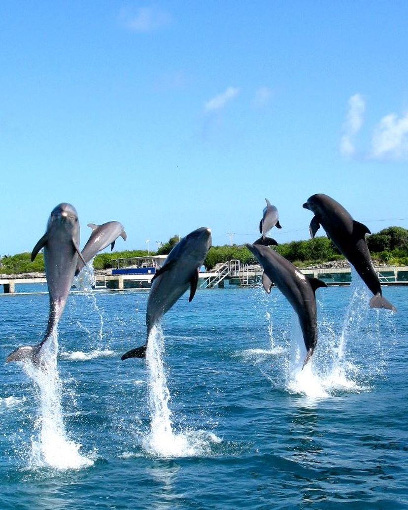 Dolphin Discovery Puerto Aventuras. Yucatan Peninsula. Mexico