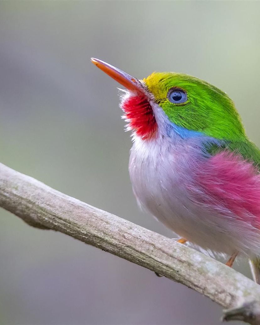Cartacuba-“Birdwatching tour ”, Las Terrazas