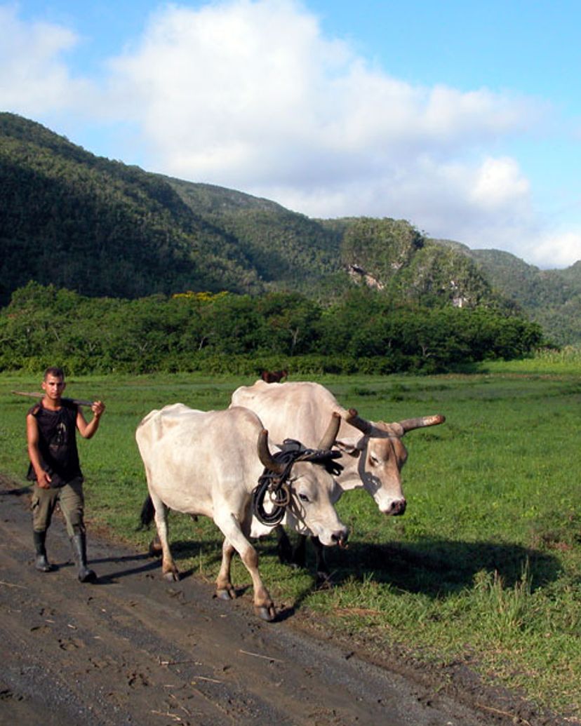 The tobacco farmers, traditions and customs, Viñales valley