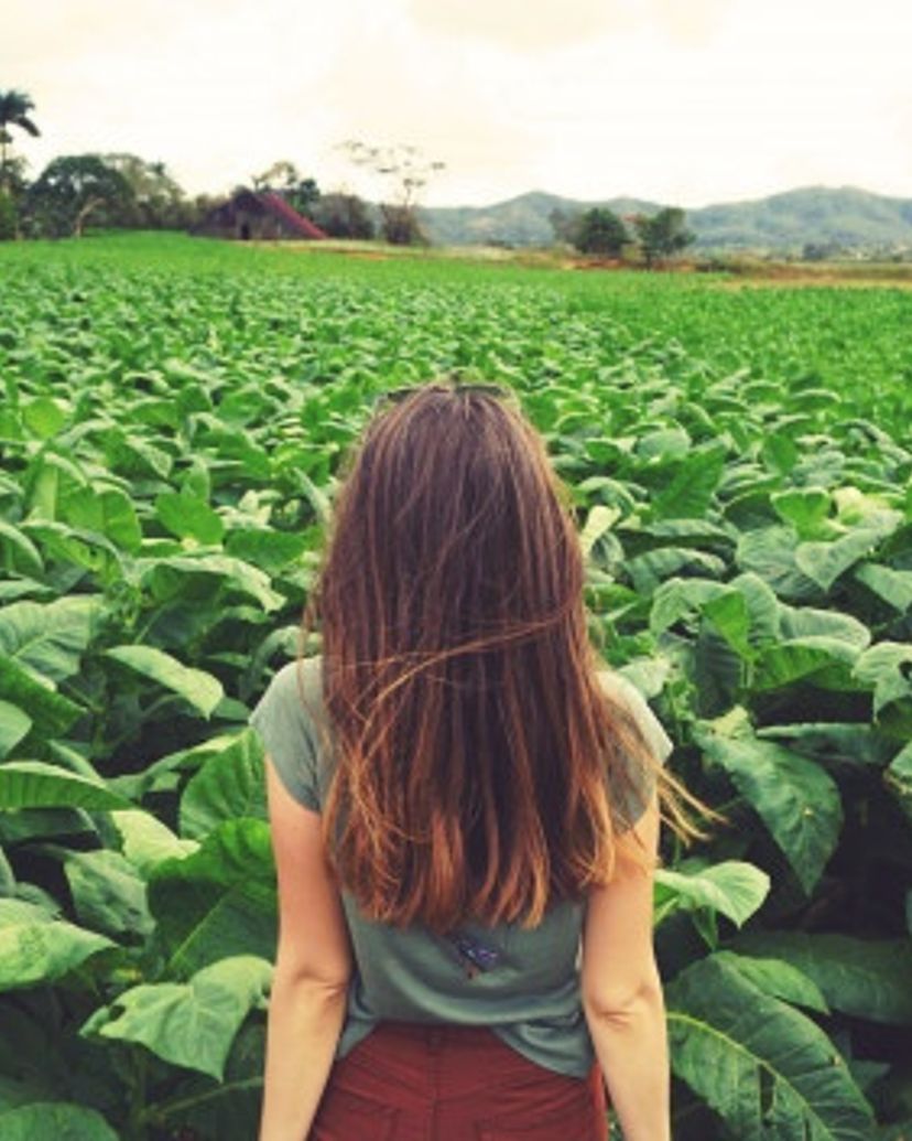 Tobacco plantations, Viñales Valley, Pinar del Río City