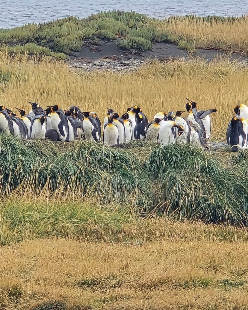 "FULL DAY TIERRA DEL FUEGO - PINGÜINO REY PARK" Tour, Punta Arenas, Chile. 