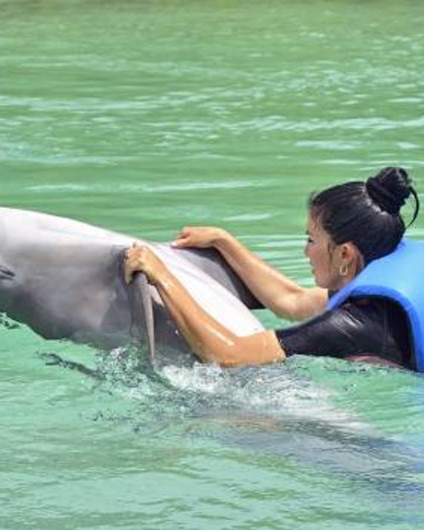 Dolphin Experience in Varadero