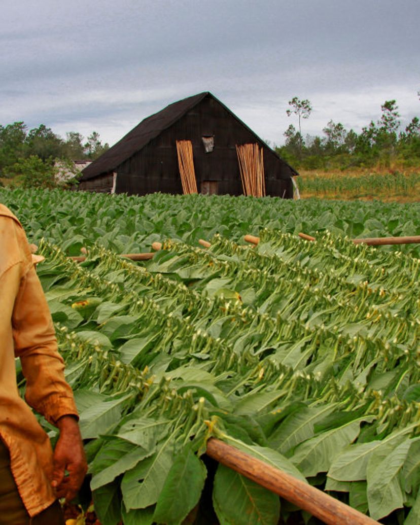 The tobacco farmers, traditions and customs, Viñales valley