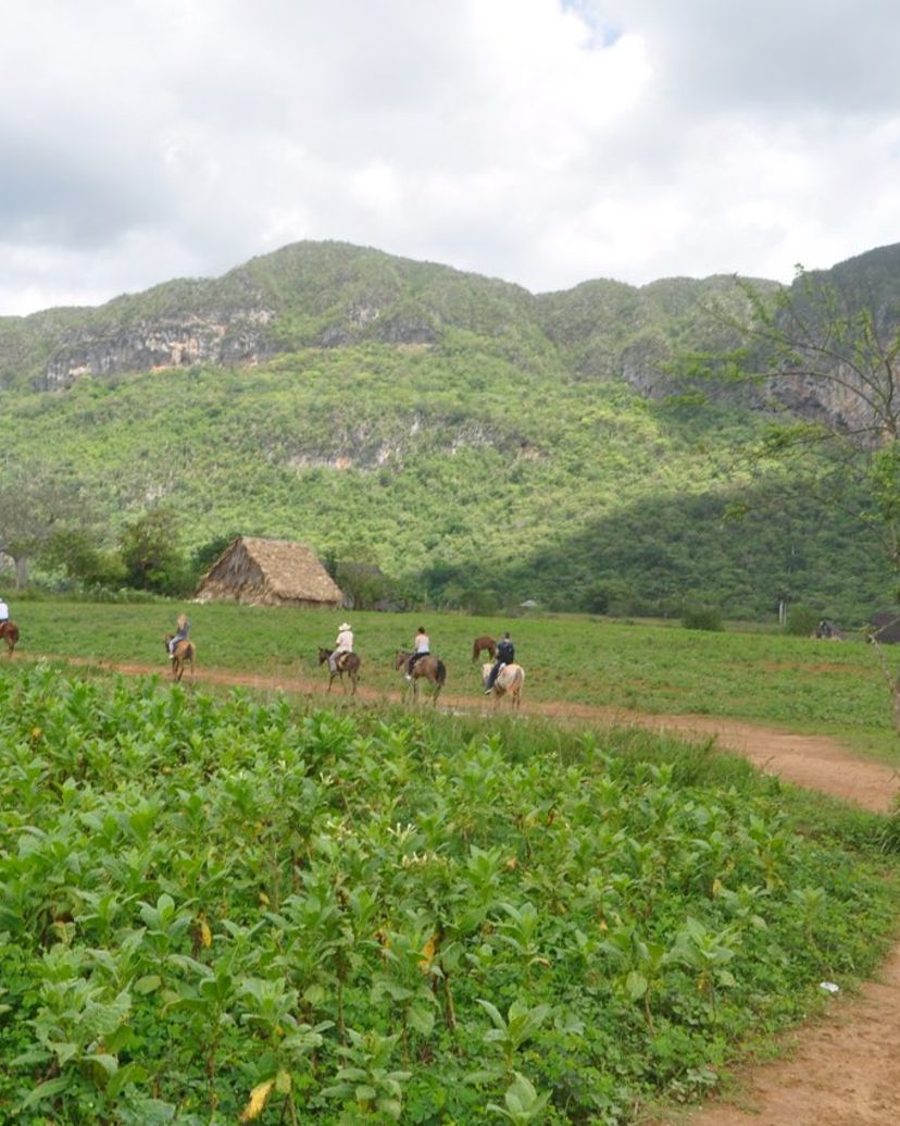 “DAY TRIP HAVANA – VIÑALES: EXPLORE VIÑALES BETWEEN MOGOTES” Tour, Viñales, Pinar del Río, Cuba.